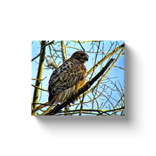 Load image into Gallery viewer, Sunrise Hawk - Canvas Wraps
