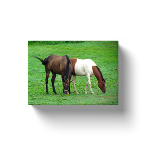 Two Horses - Canvas Wraps