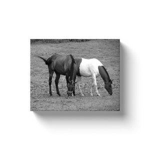 Two Horses - Canvas Wraps
