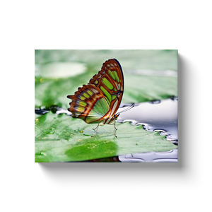 Green Butterfly - Canvas Wraps