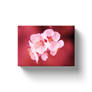 White Flower Red Background - Canvas Wraps