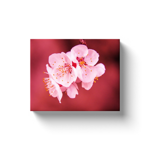 White Flower Red Background - Canvas Wraps