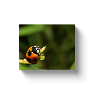 Natures Ladybug - Canvas Wraps