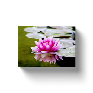 Pink Water Lilly - Canvas Wraps