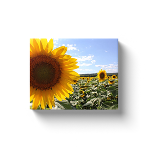 Sunflower Up Close - Canvas Wraps