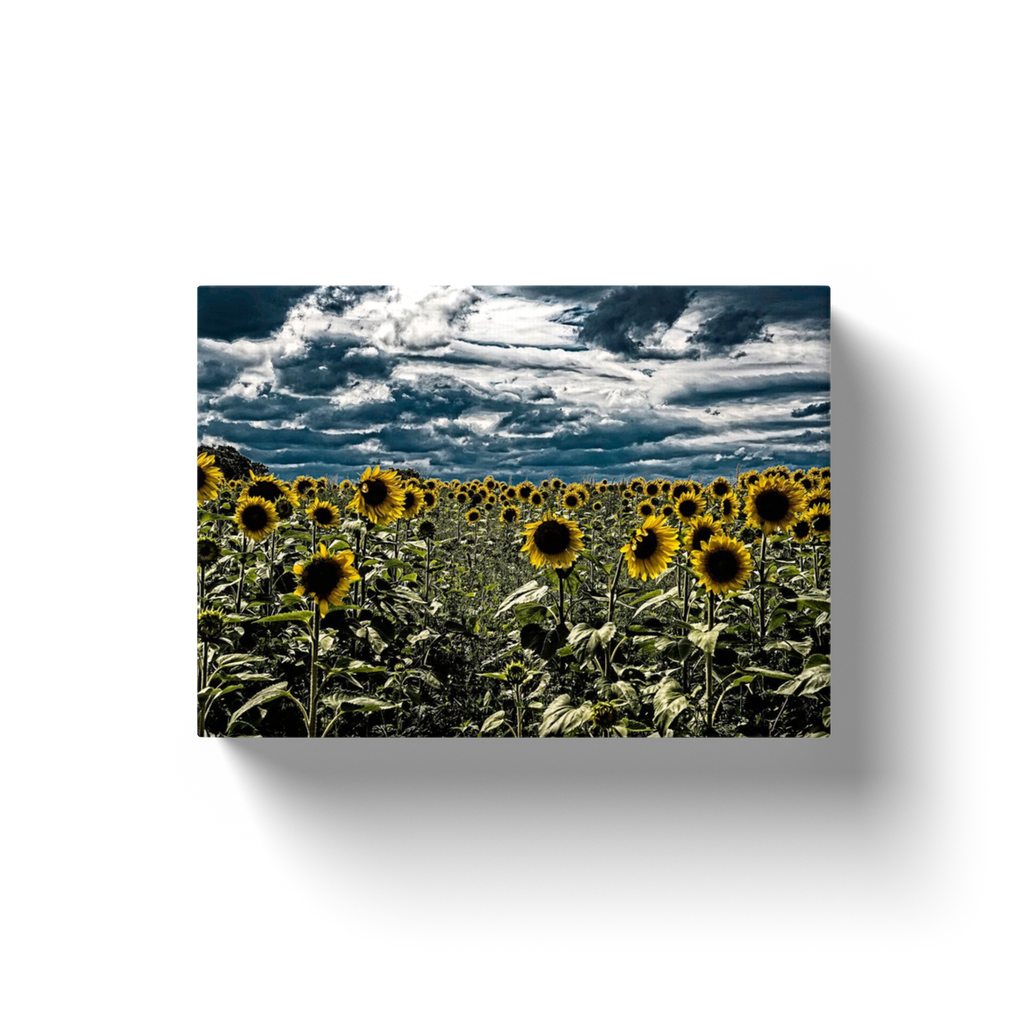 Dark Sunflower Field - Canvas Wraps