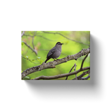 Load image into Gallery viewer, Bird On A Branch - Canvas Wraps

