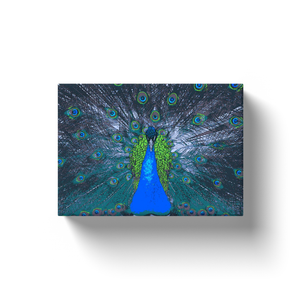 Blue Peacock - Canvas Wraps
