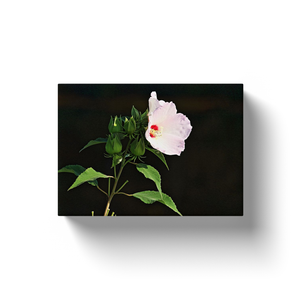 Flower With Black Background - Canvas Wraps