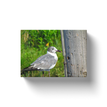 Load image into Gallery viewer, Shore Bird - Canvas Wraps
