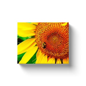 Sunflower Bee - Canvas Wraps