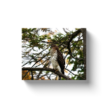 Load image into Gallery viewer, Hawk Looking Left - Canvas Wraps
