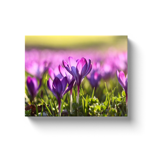 Blooming Tulips - Canvas Wraps