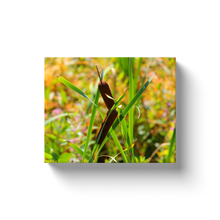 Load image into Gallery viewer, Milkweed - Canvas Wraps
