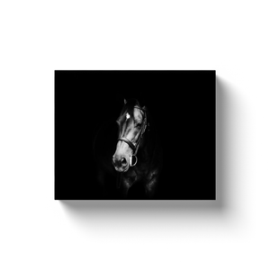 Horse Portrait - Canvas Wraps