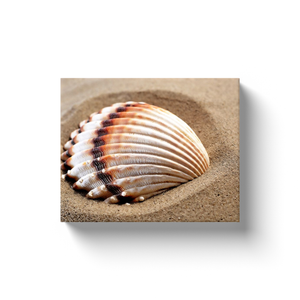 Shell In The Sand - Canvas Wraps