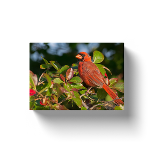 Cardinal - Canvas Wraps
