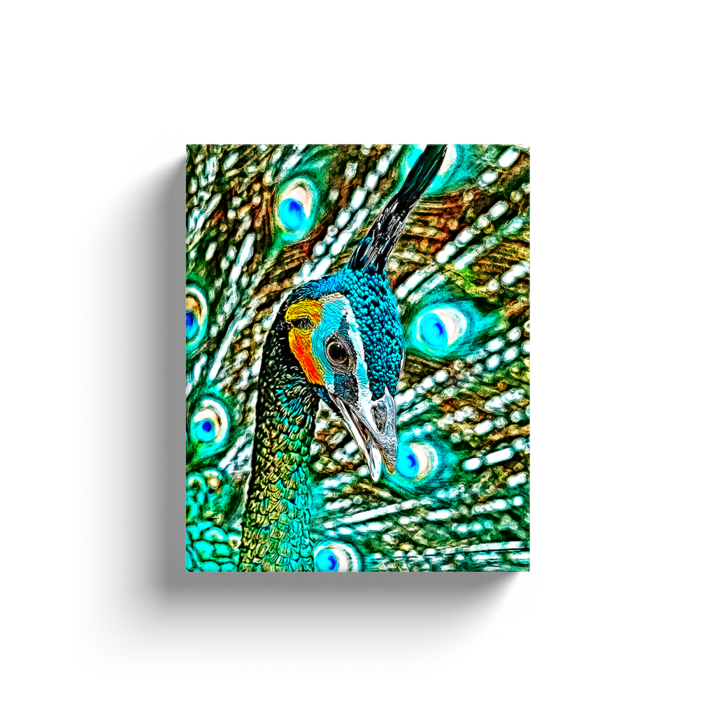 Peacock Art - Canvas Wraps