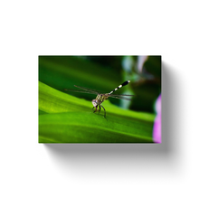 Load image into Gallery viewer, Striped Dragonfly - Canvas Wraps
