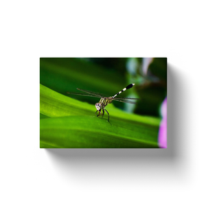 Striped Dragonfly - Canvas Wraps