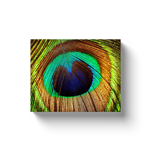 Peacock Feathers - Canvas Wraps
