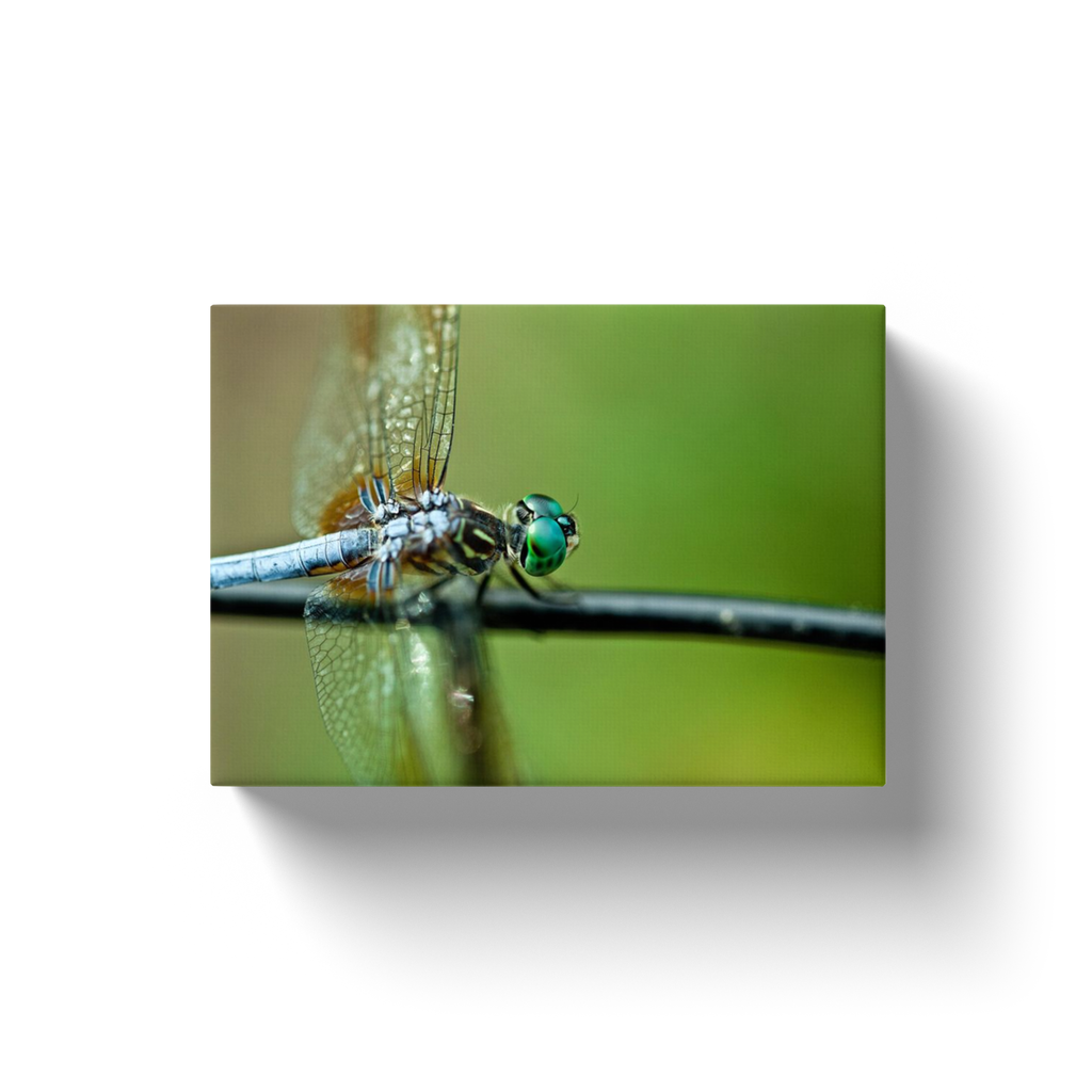 Dragonfly On A Branch - Canvas Wraps
