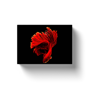 Red Siamese Fighting Fish - Canvas Wraps