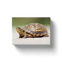 Load image into Gallery viewer, Turtle In The Sand - Canvas Wraps
