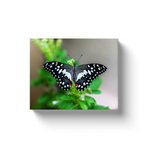 Black & White Butterfly - Canvas Wraps