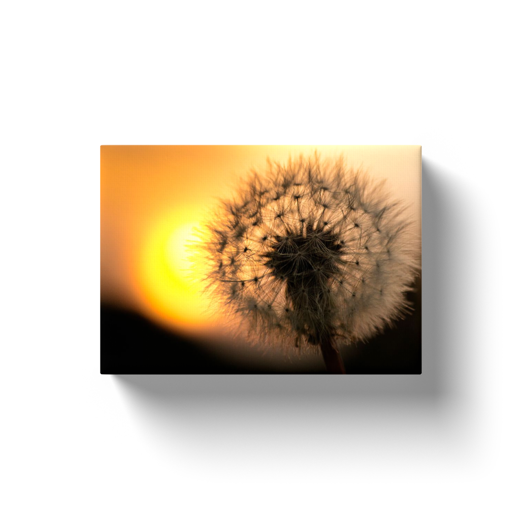 Sunrise Dandelion - Canvas Wraps