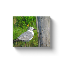 Load image into Gallery viewer, Shore Bird - Canvas Wraps
