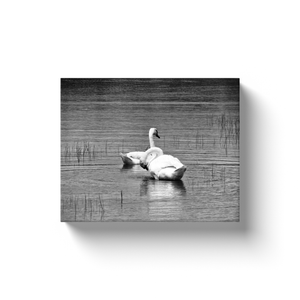 Lake Swans - Canvas Wraps