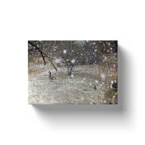 Snow Geese - Canvas Wraps