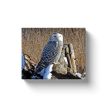 Load image into Gallery viewer, Snowy Owl In Nature - Canvas Wraps
