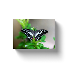 Load image into Gallery viewer, Black &amp; White Butterfly - Canvas Wraps
