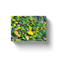 Load image into Gallery viewer, Algae Rocks - Canvas Wraps
