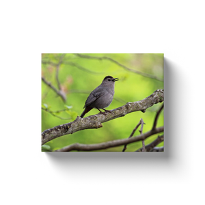 Bird On A Branch - Canvas Wraps