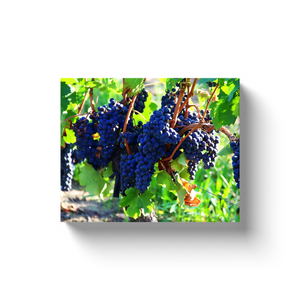 Purple Grapes On The Vine - Canvas Wraps
