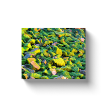 Load image into Gallery viewer, Algae Rocks - Canvas Wraps
