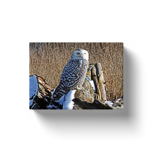 Snowy Owl In Nature - Canvas Wraps