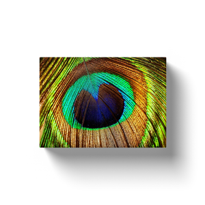 Peacock Feathers - Canvas Wraps