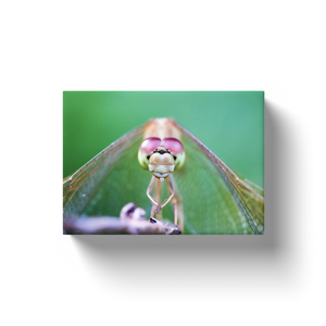 Dragonfly Closeup - Canvas Wraps