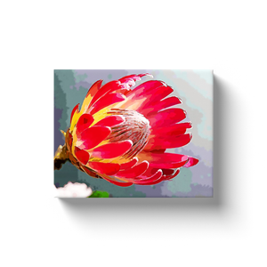 Protea Bloom - Canvas Wraps