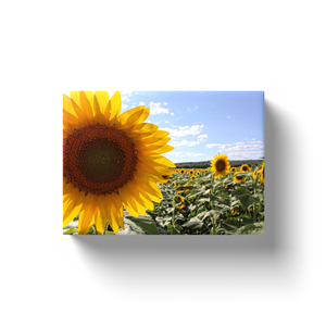 Sunflower Up Close - Canvas Wraps