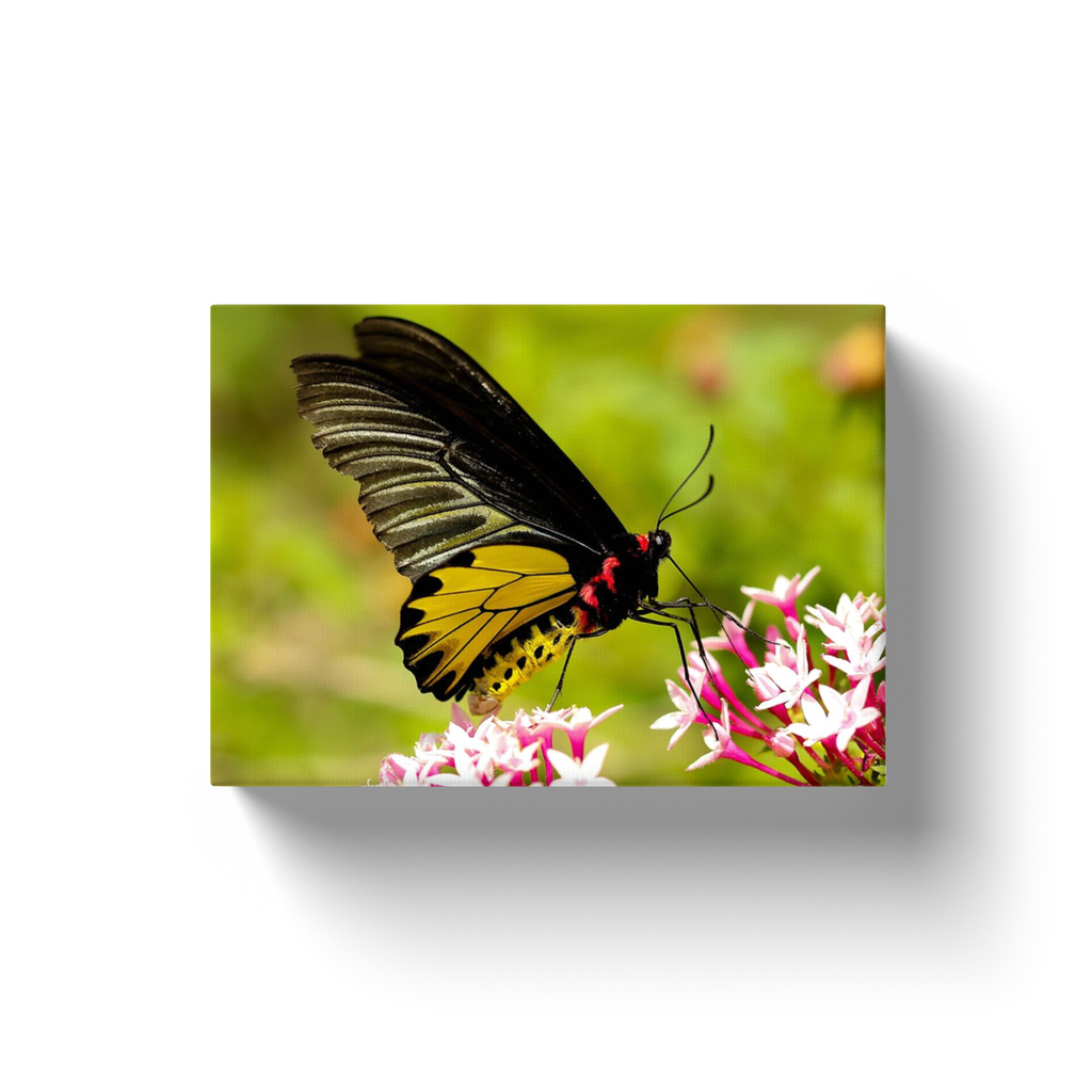Black & Yellow Butterfly - Canvas Wraps