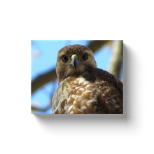 Load image into Gallery viewer, Hawk Eyes - Canvas Wraps
