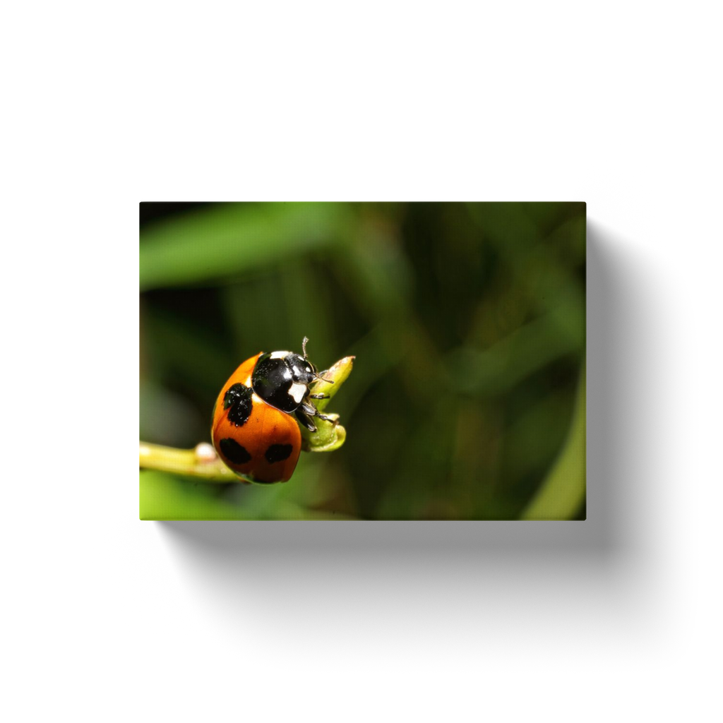 Natures Ladybug - Canvas Wraps