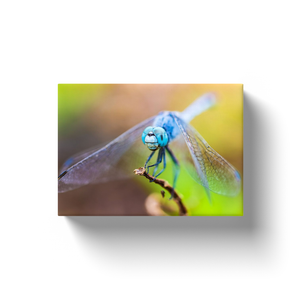 Blue Dragonfly - Canvas Wraps