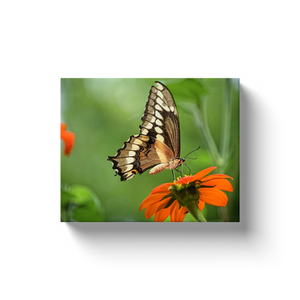 Butterfly On Orange Flower - Canvas Wraps