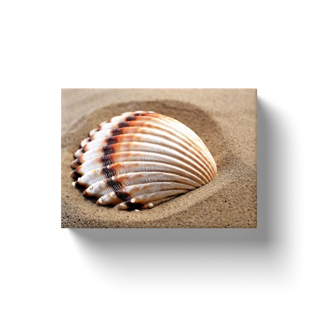 Shell In The Sand - Canvas Wraps